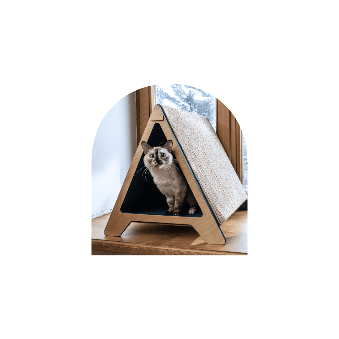 chat dans une cabane