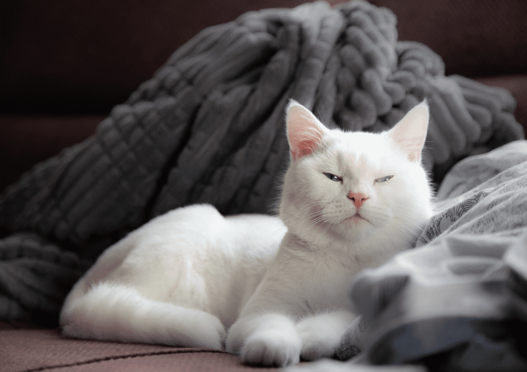 chat blanc sur un canapé