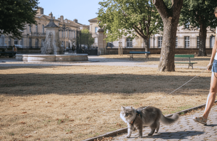 activité-sortie-pour-chat