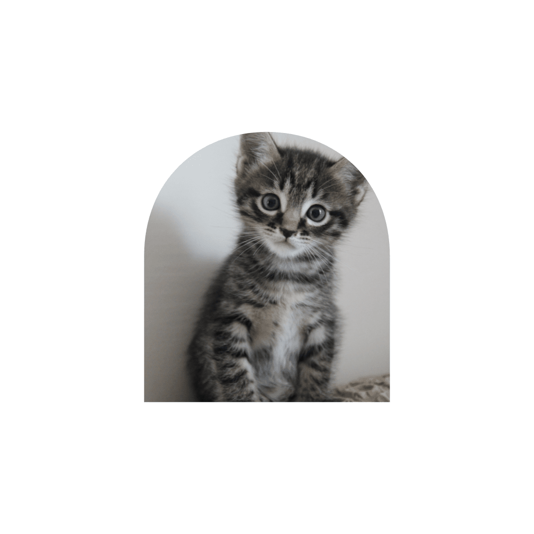 chaton rayé surpris