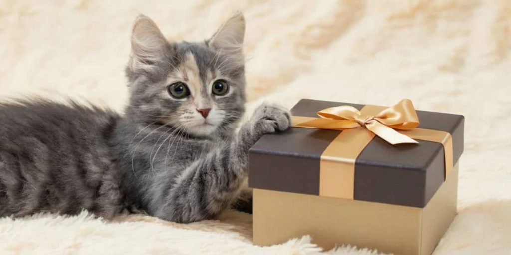 bannière article de blog anniversaire de son chat