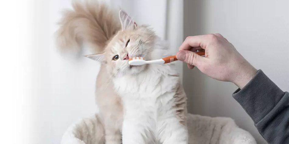 Brosser les dents de son chat : un geste essentiel pour sa santé
