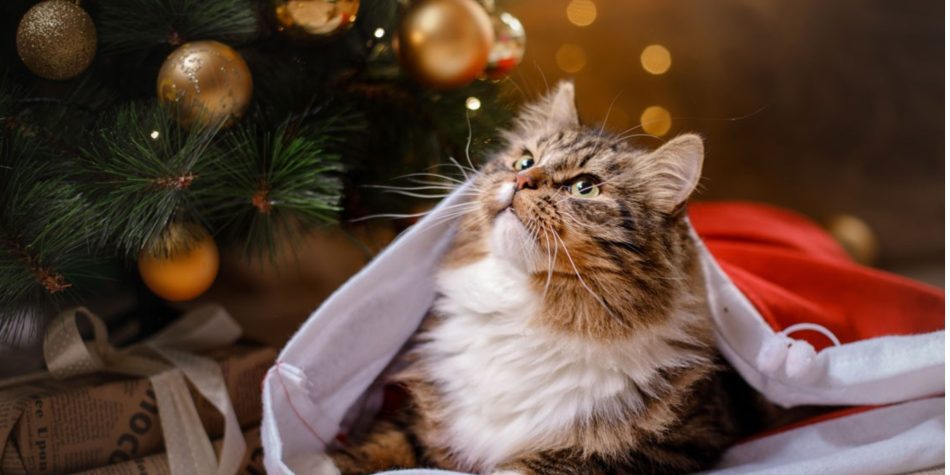 Pourquoi craquer pour un Calendrier de l’Avent pour chat cette année ?