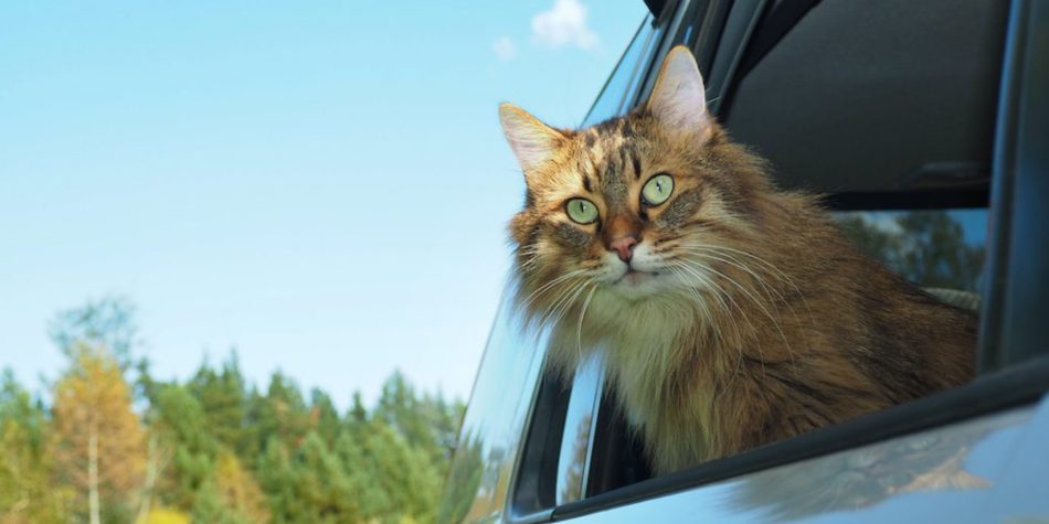 Mal des transports chat : 5 astuces pour un voyage enfin serein