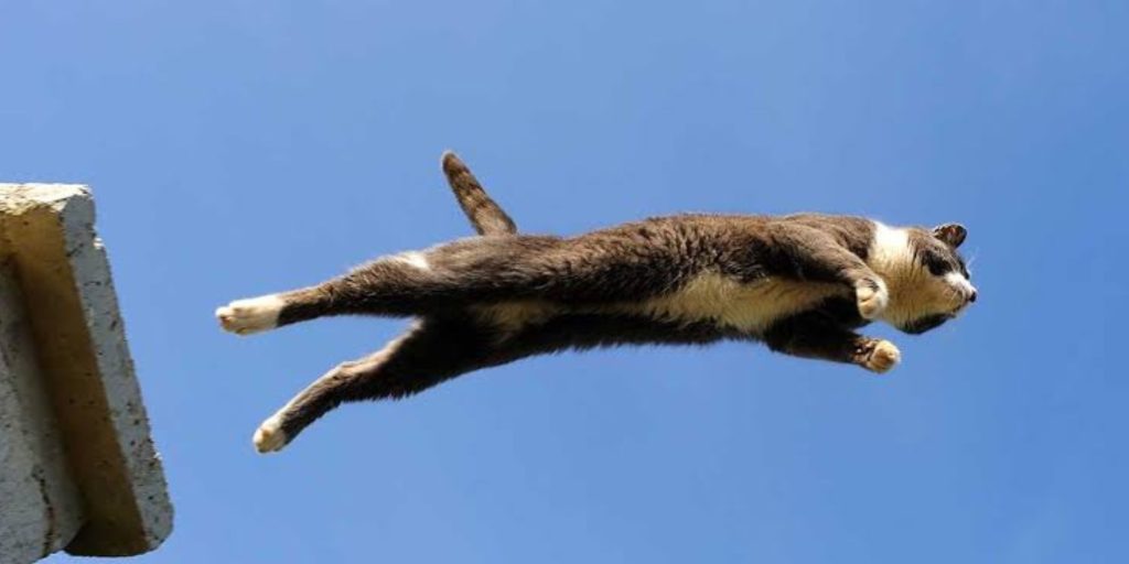 bannière article de blog chat parachutiste