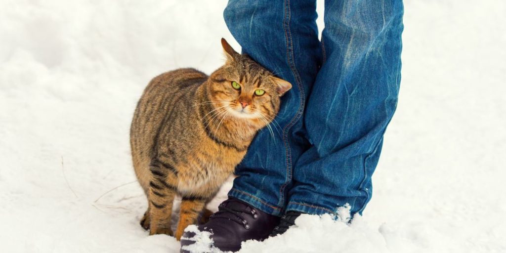 bannière article de blog pourquoi les chats se frottent contre nous​