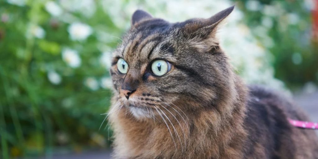 article de blog chat stressé