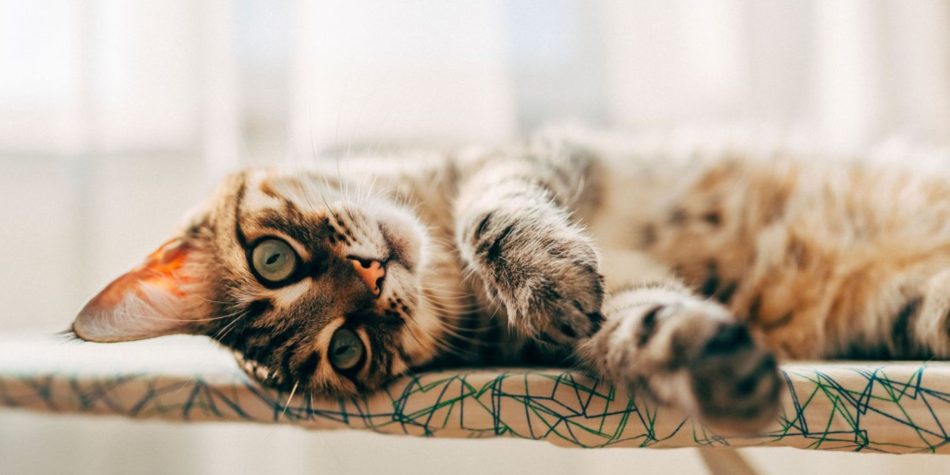 Comment calmer les chaleurs d’un chat naturellement ? (Miaulements, agitation…)