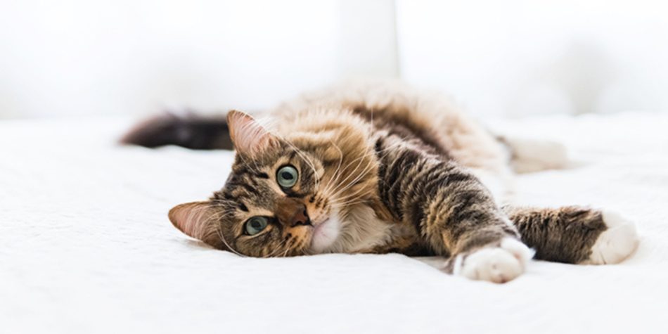 Comment rendre son chat heureux : des astuces pour son bien-être quotidien