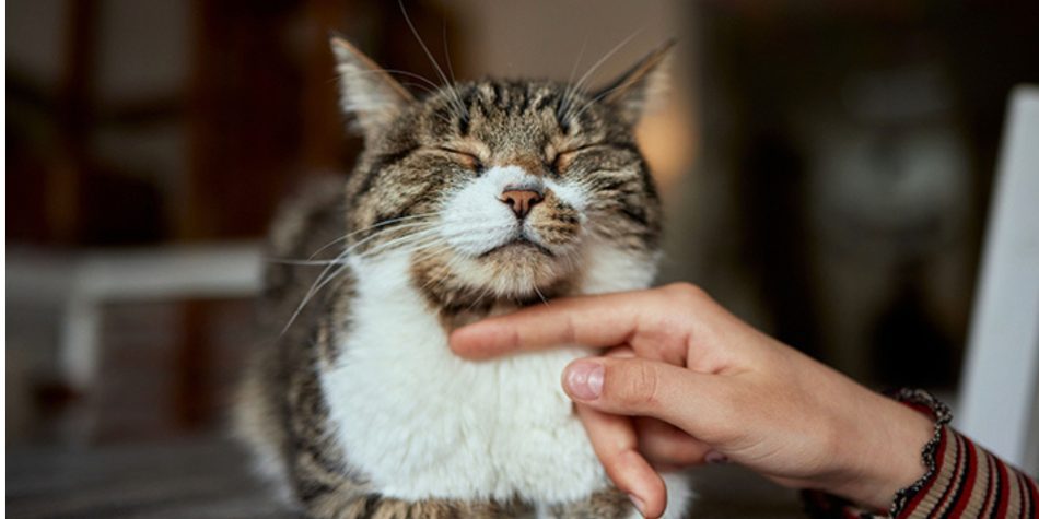 Le comportement du chat âgé : comprendre ses besoins pour mieux l’accompagner