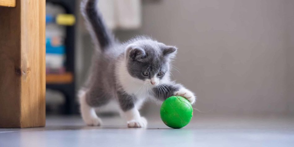 Jouets pour chats : le guide pour choisir les meilleurs et garder un félin épanoui