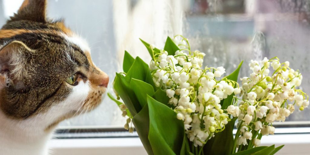 bannière article de blog le muguet est il toxique pour les chats