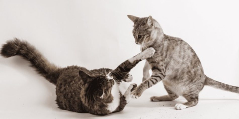 Les conflits entre chats : comprendre, apaiser et rétablir une cohabitation sereine