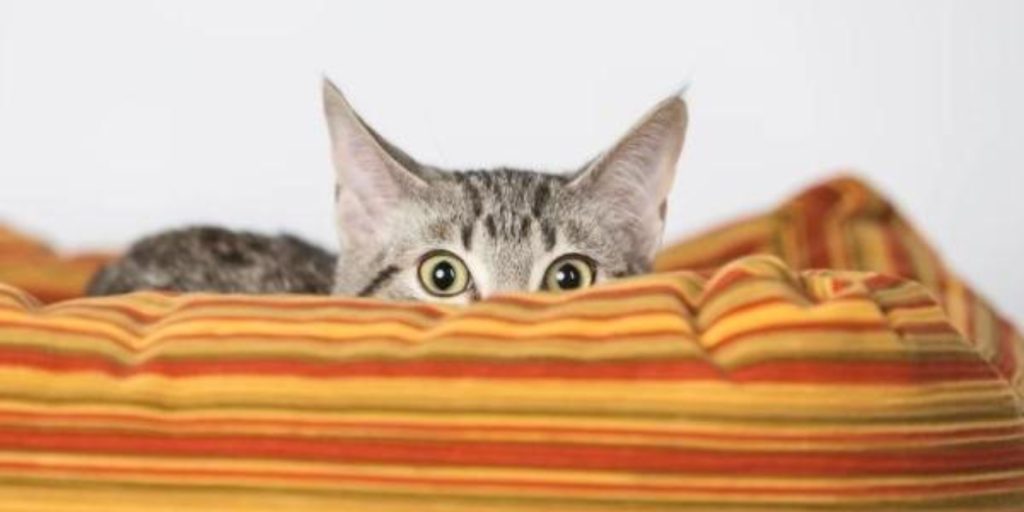 bannière article de blog mon chat a peur des inconnus