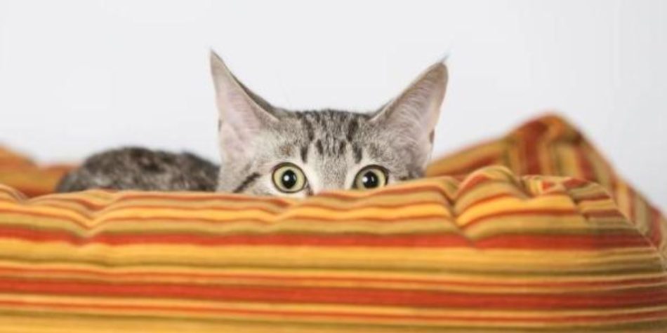 Mon chat a peur des inconnus : comprendre et apaiser ce comportement