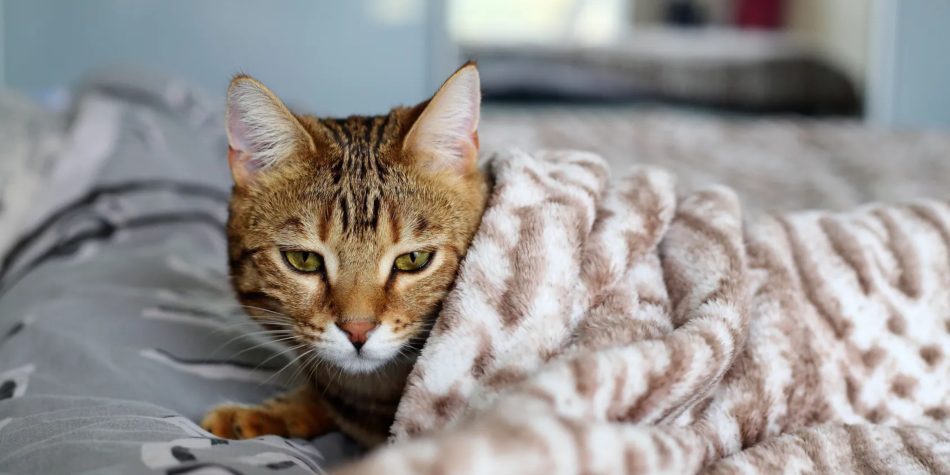 Mon chat a un rhume : comment réagir et prévenir