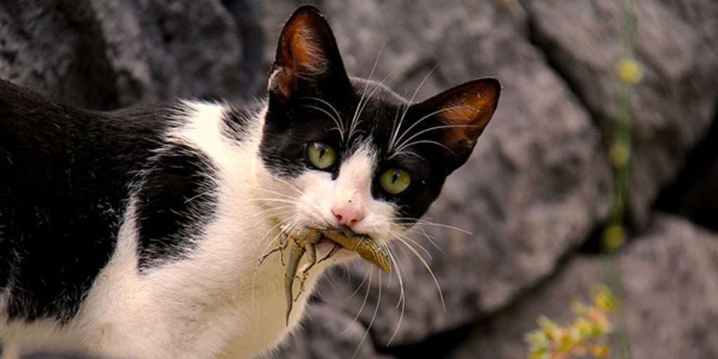 bannière article de blog mon chat mange des lézards