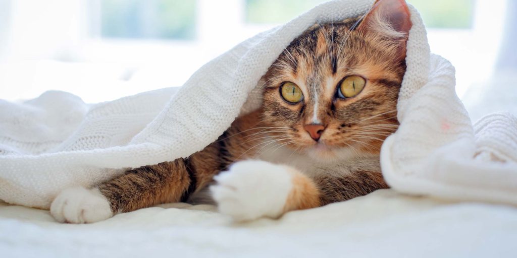 bannière article de blog chat et froid