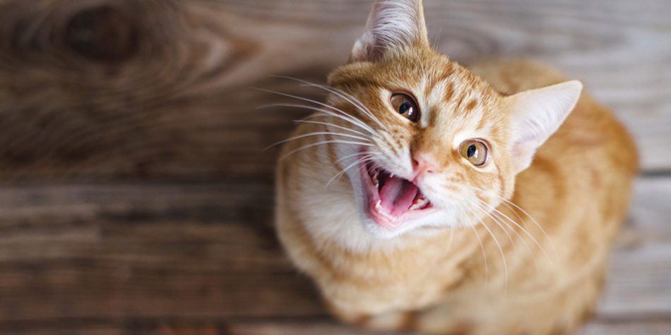 Décoder le langage de votre chat