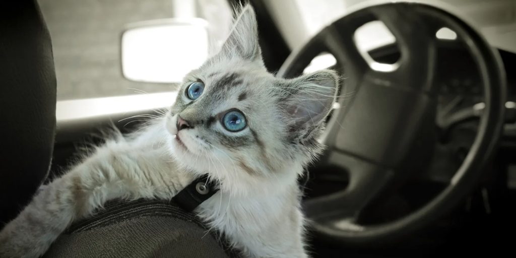 chat en voiture