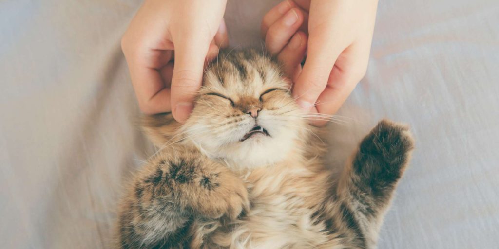 chat qui se fait masser