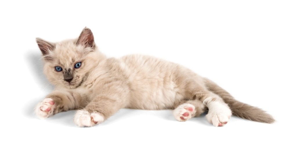 Photo de chaton allongé